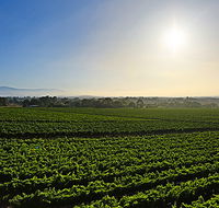 GREENSTONE VINEYARDS - Tourism Gold Coast