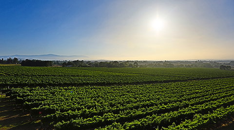 GREENSTONE VINEYARDS - Gold Coast 0