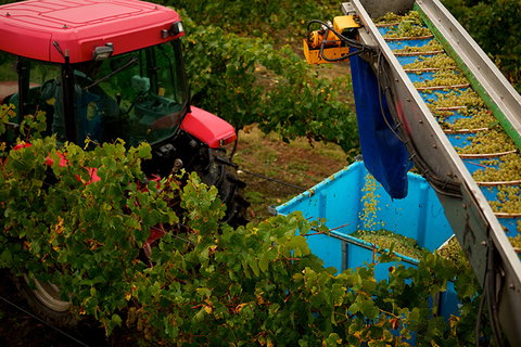 GREENSTONE VINEYARDS - Gold Coast 3