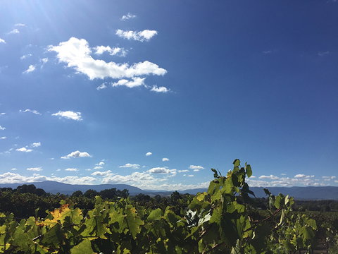 GREENSTONE VINEYARDS - Gold Coast 5
