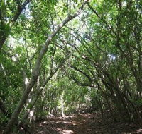 Eucalypt Trail - Tourism Gold Coast