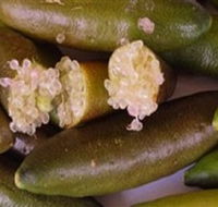 Sandy Creek Olives and Finger Limes - Tourism Gold Coast