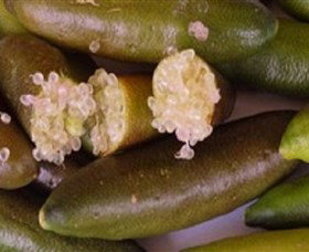 Sandy Creek Olives And Finger Limes - Gold Coast 0