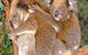 Shoalhaven Zoo - thumb 0