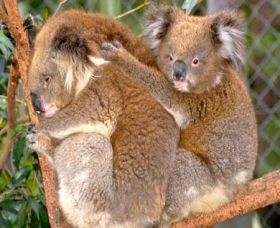 Shoalhaven Zoo - Tourism Gold Coast 0