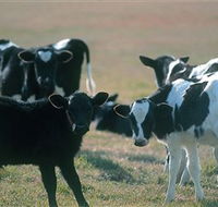 Bodalla Dairy Cheese Factory - Tourism Gold Coast