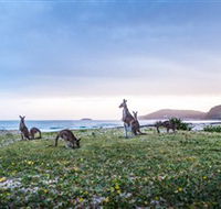 Pebbly Beach - Tourism Gold Coast