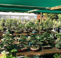 Bonsai at the Bay - Tourism Gold Coast