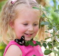 Coffs Harbour Butterfly House - Tourism Gold Coast