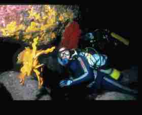 Solitary Islands Marine Park - Gold Coast 0