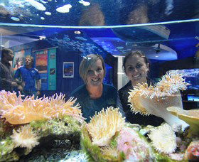 Solitary Islands Aquarium - Gold Coast 0