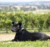Moothi Estate Vineyard and Cellar Door - Gold Coast