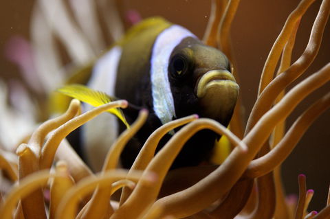 Solitary Islands Aquarium - Gold Coast 1