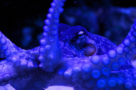 Solitary Islands Aquarium - Gold Coast 2