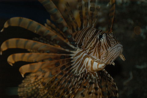 Solitary Islands Aquarium - Gold Coast 4