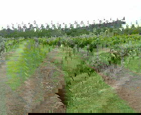 Lake George Winery - Tourism Gold Coast 1