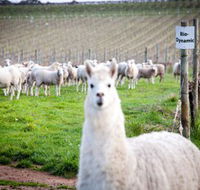 Gemtree Vineyards Cellar Door - Tourism Gold Coast