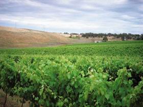 Uleybury Wines - Tourism Gold Coast 2