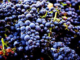 Nandroya Vineyard - Tourism Gold Coast 0