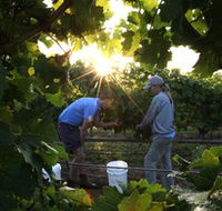 Oakdene Vineyards Restaurant and Cellar Door - Tourism Gold Coast