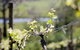 Galli Estate Winery - thumb 0