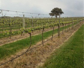 Indigo Vineyard - Gold Coast 1