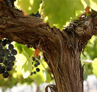 Blackjack Vineyards - Tourism Gold Coast