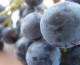 Cannibal Creek Vineyard - Tourism Gold Coast 2
