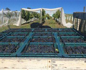 Three Willows Vineyard - Tourism Gold Coast 1