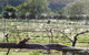 Three Willows Vineyard - thumb 0