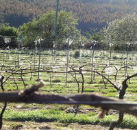 Three Willows Vineyard - Tourism Gold Coast