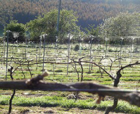 Three Willows Vineyard - Tourism Gold Coast 0