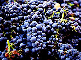 Tolpuddle Vineyard - Tourism Gold Coast 0