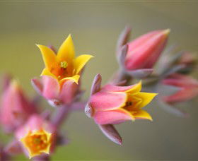 Royal Botanic Gardens Victoria - Gold Coast 3