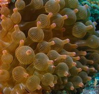 Coral Gardens Dive Site Mooloolaba - Tourism Gold Coast
