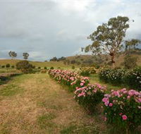 Damasque Rose Oil Farm - Tourism Gold Coast