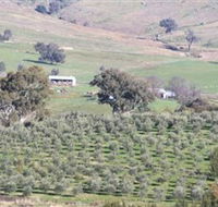 Wymah Organic Olives and Lambs - Gold Coast
