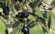 Wymah Organic Olives And Lambs - thumb 2