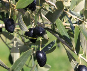 Wymah Organic Olives And Lambs - Tourism Gold Coast 2