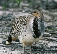 Yongergnow Australian Malleefowl Centre - Tourism Gold Coast