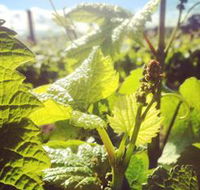 Punt Road Winery - Tourism Gold Coast