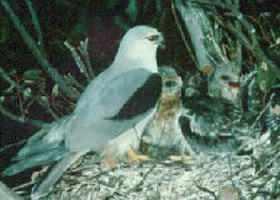 Bushy Park Wetlands - Gold Coast 0