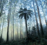 Yarra Ranges National Park - Tourism Gold Coast