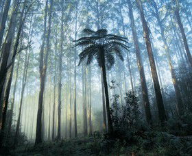 Yarra Ranges National Park - Tourism Gold Coast 0