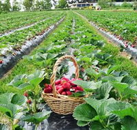 Blue Hills Berries  Cherries - Tourism Gold Coast