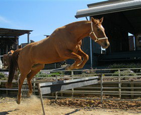 Boggy Creek Shows - Tourism Gold Coast 3