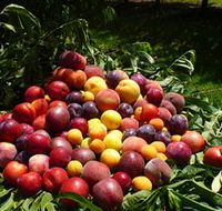 Rayner's Orchard - Tourism Gold Coast