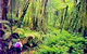 Bunya Mountains National Park - thumb 1