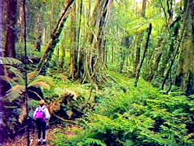 Bunya Mountains National Park - Tourism Gold Coast 1