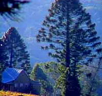 Bunya Mountains National Park - Tourism Gold Coast